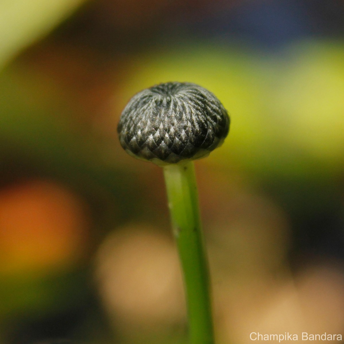 Eriocaulon psammophilum S.M.Phillips